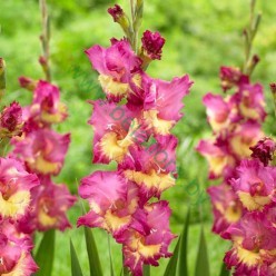 Гладиолус Far West 5шт/уп  р.12/14 (луковица) 10191